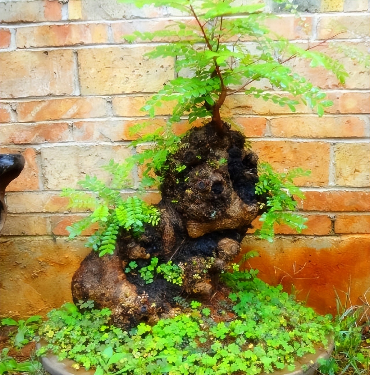 房子养什么绿植好,什么小绿植适合进新房养