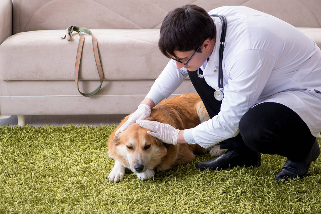 狗狗眼睛红肿睁不开眼睛怎么回事,狗狗眼睛疾病如何治疗