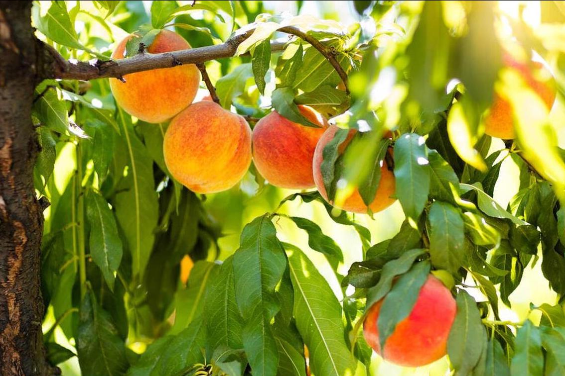 夏季吃什么轻松过夏,夏季最好的就是能吃到应季水果