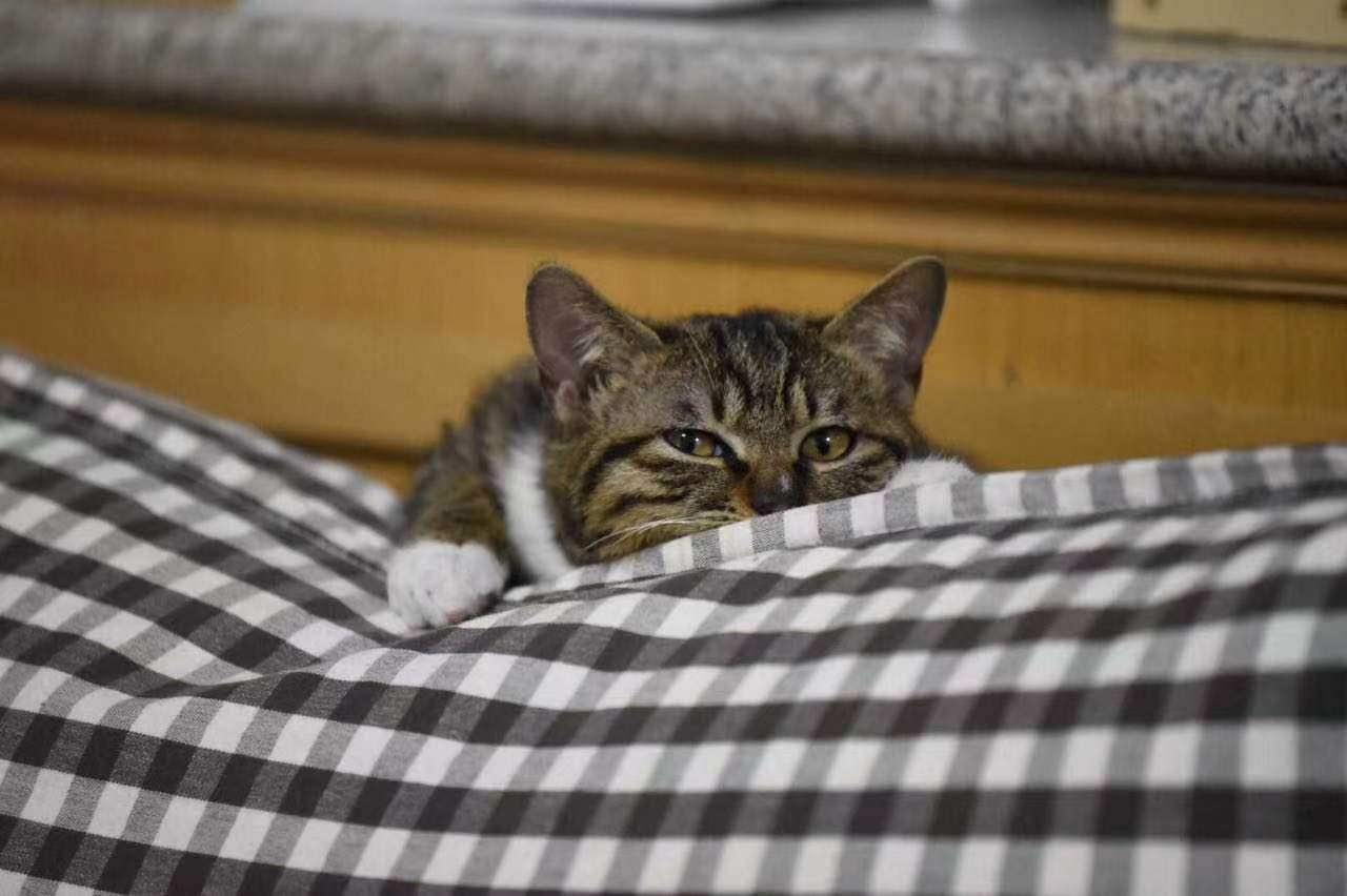 养狗一直不被狗抓,养狗不拴绳老是追人去哪里投诉