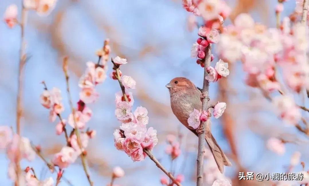 江苏赏梅胜地,江浙沪赏梅小众
