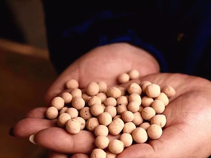 陕州面豆的功效与作用,陕州特产面豆制作视频