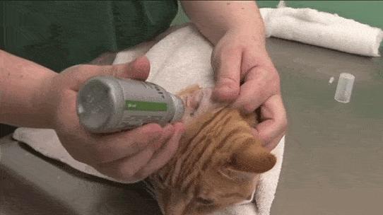 穷人养猫泪痕怎么解决,导致猫咪眼屎多的原因有哪些