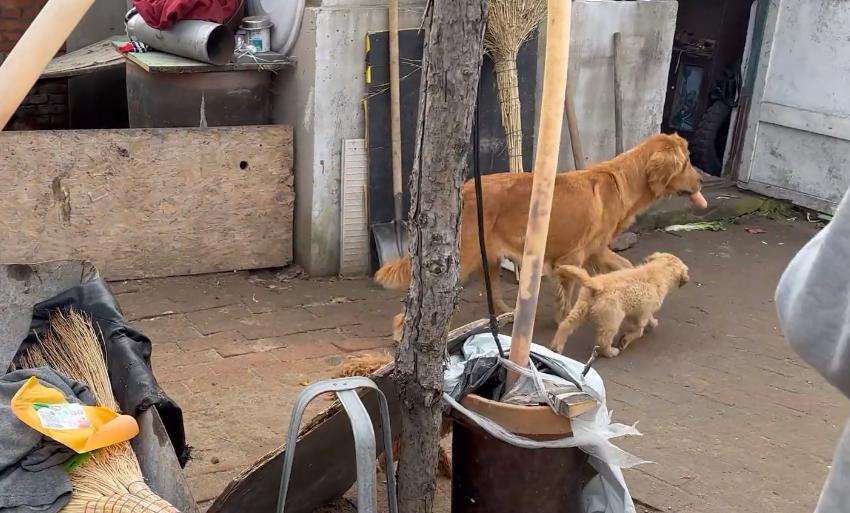 被养殖场淘汰的金毛犬，只能在笼子里端着盆子替它的孩子讨要食物