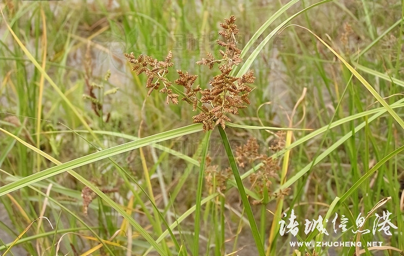 冠县常见野生保护植物,诸城野生动物排名