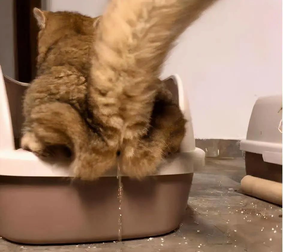 为啥最近猫咪口臭全身都臭的感觉,为什么猫咪口臭还脚臭