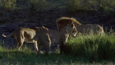 动物交配六亲不认，若流浪雄狮长大后，遇到自己的母亲咋办？