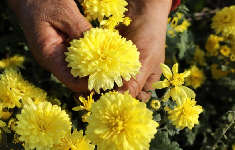 爱喝菊花茶但是菊花寒凉怎么解决,爱喝茶的六大妙法