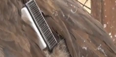 辽宁男子救助秃鹫,沈阳救助秃鹫