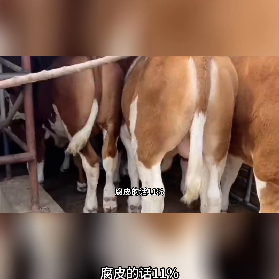 喂育肥牛配浓缩饲料1:2好还是1:3好,育肥牛后期自配料比例怎样配