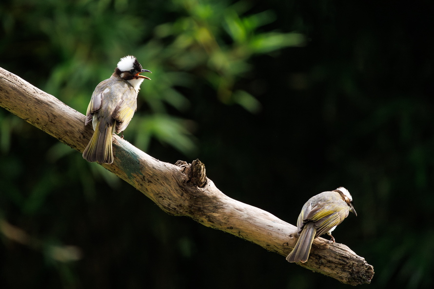 佳能eosr8打鸟,佳能eosr8拍视频变焦
