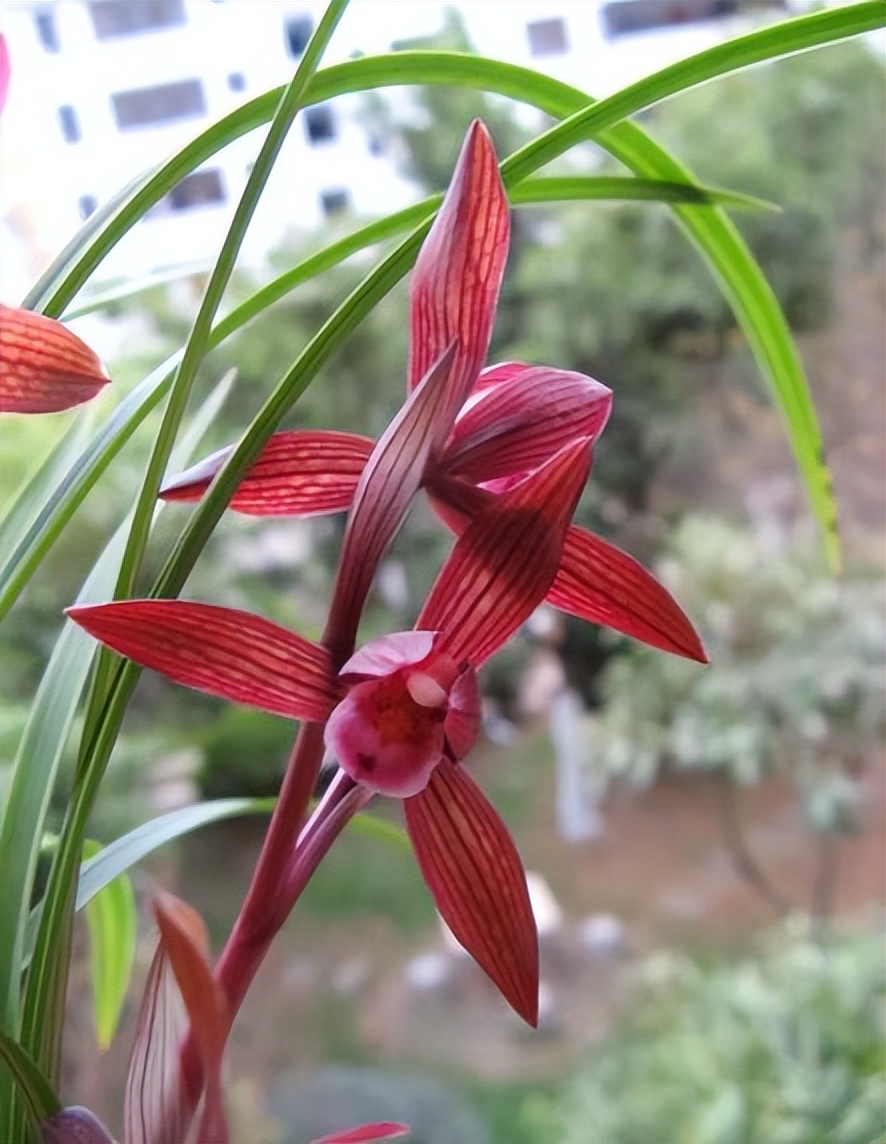 这才是中国名贵兰花,比较名贵的兰花