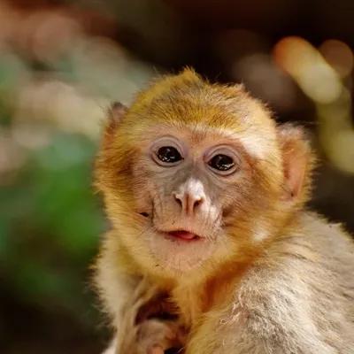 聊斋故事古镜幽魂,聊斋故事血案