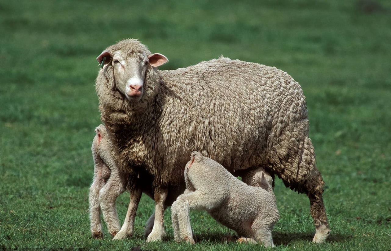 母羊产后无奶水该怎么办,母羊产后无乳或少乳的解决方法