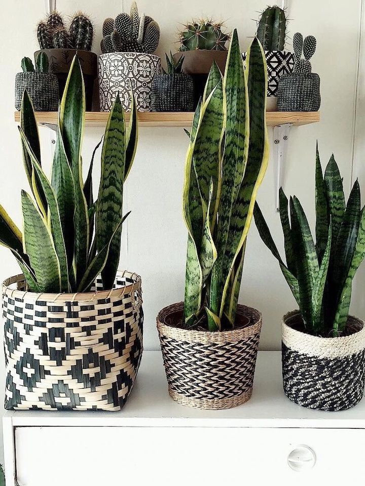 手残党也能养活的10种绿植,十种大家都在养易存活绿植