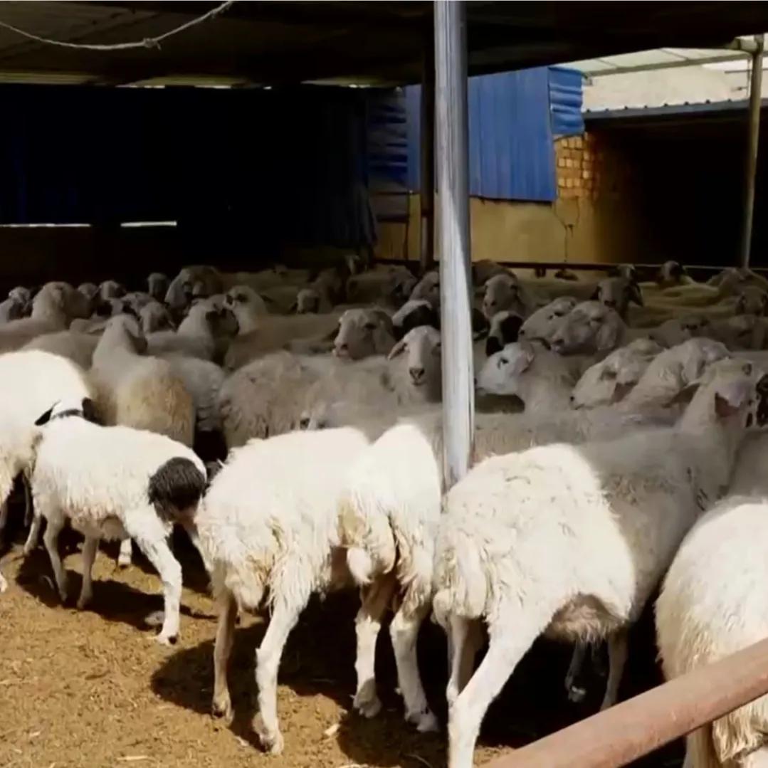 小伙承包80亩土地变成基本农田,农村小伙承包300亩地