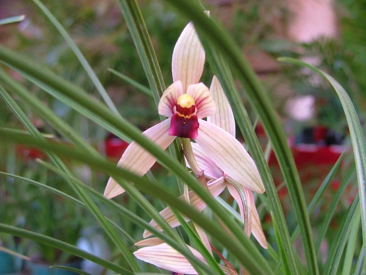 兰花品种大全四川,兰花品种鉴别方法