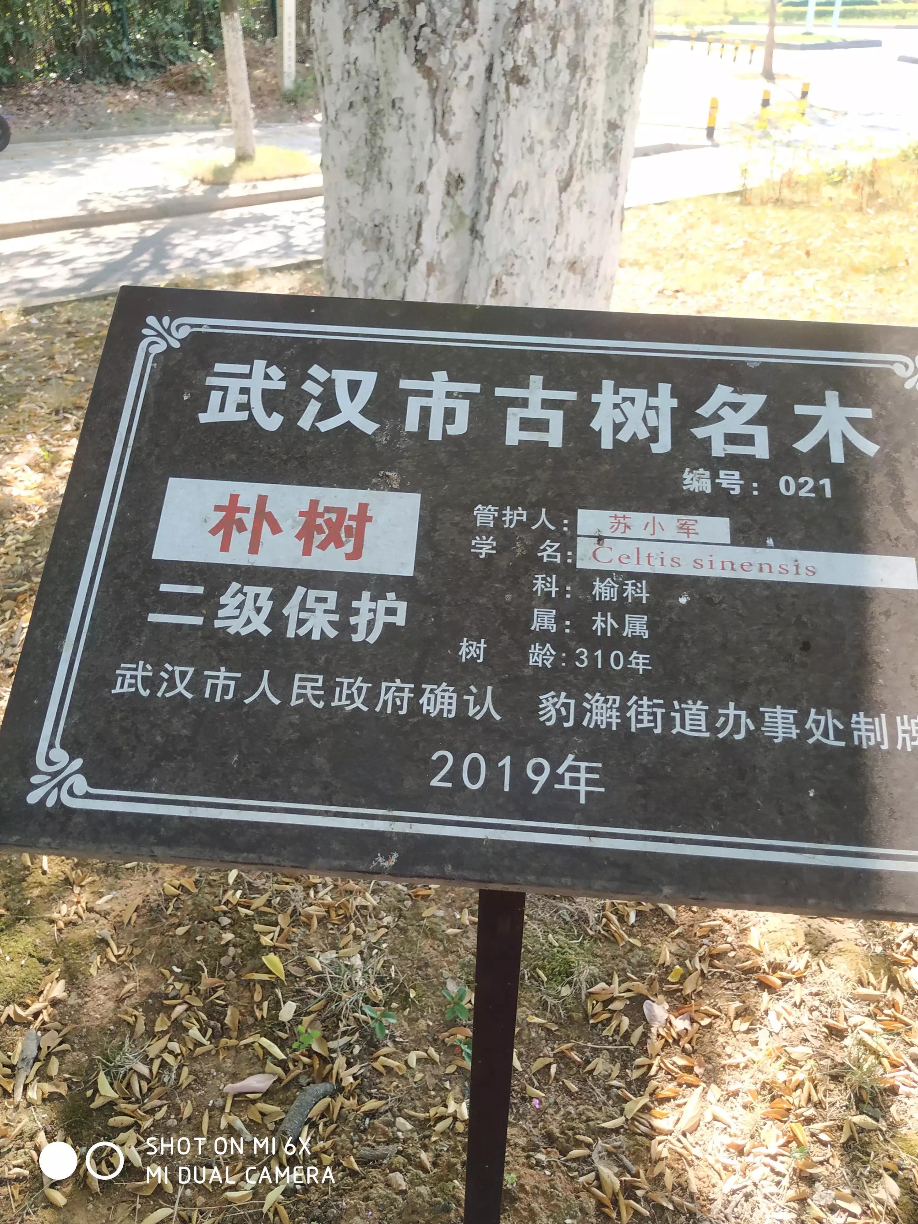 藤子树,藤子树图片大全