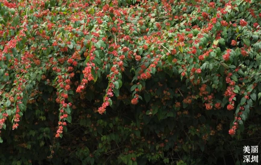 深圳11月有花的最佳去处,深圳花海公园十月有花看