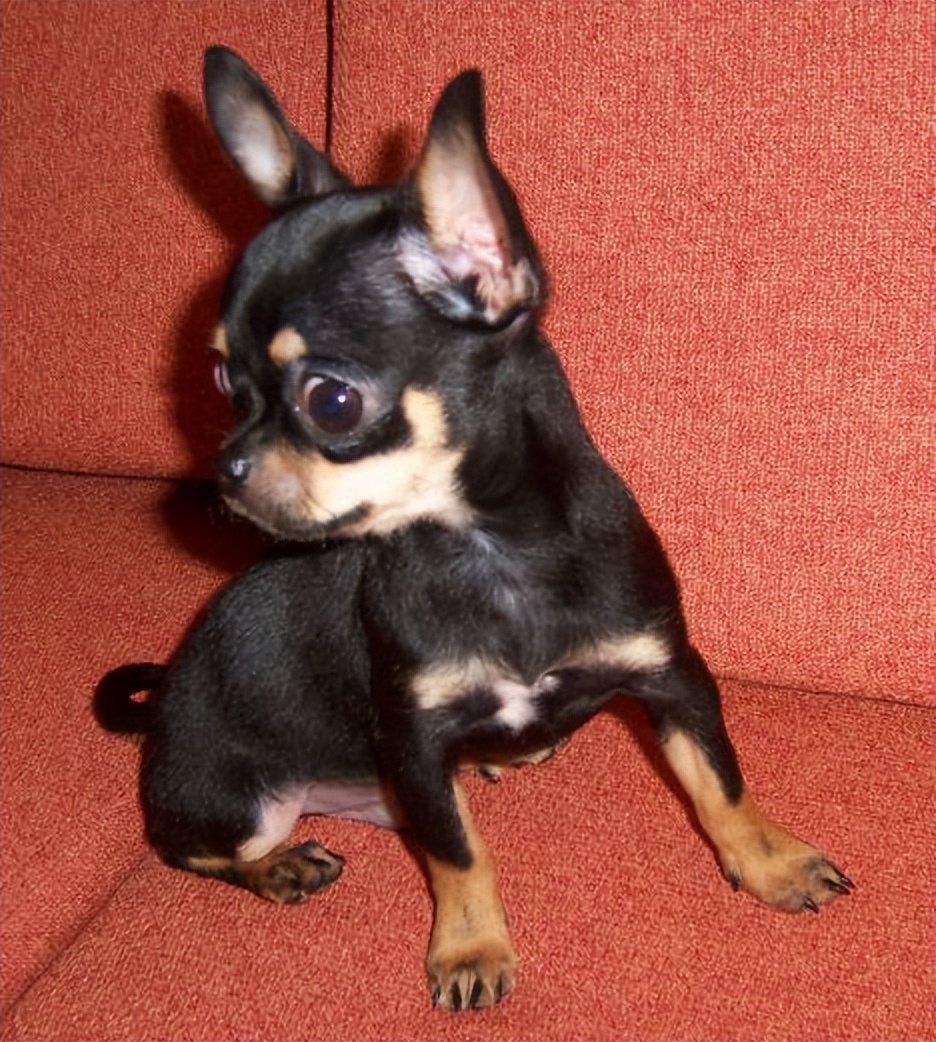 为何养吉娃娃的越来越少了,为什么中国养吉娃娃那么多人喜欢