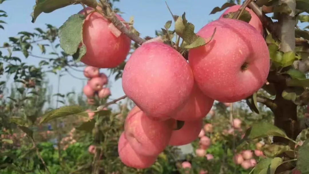 经销商经典故事,经销商成长故事