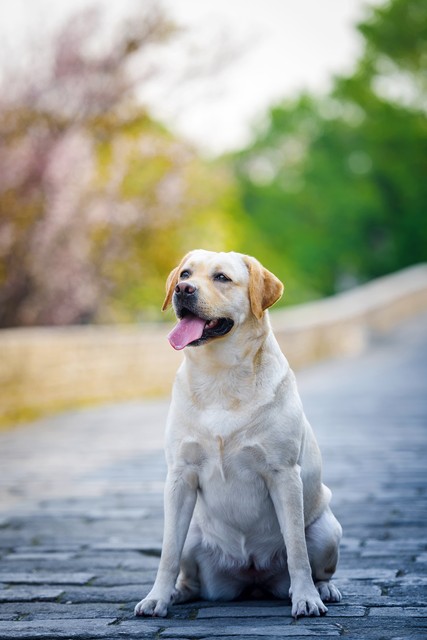 人养十只金毛母狗一年能挣多少钱,养金毛狗200只一年赚多少钱