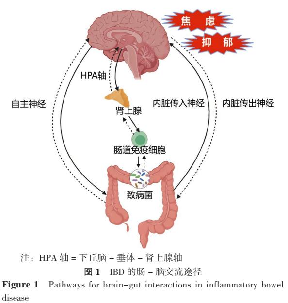 鼠李糖乳杆菌对炎症性肠病的影响机制研究进展