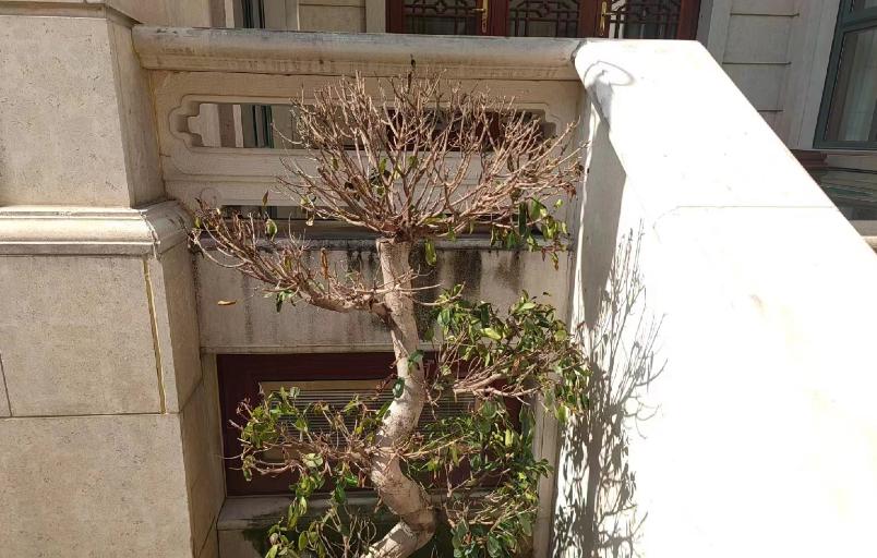 摇钱树盆景种植,如何养摇钱树盆景