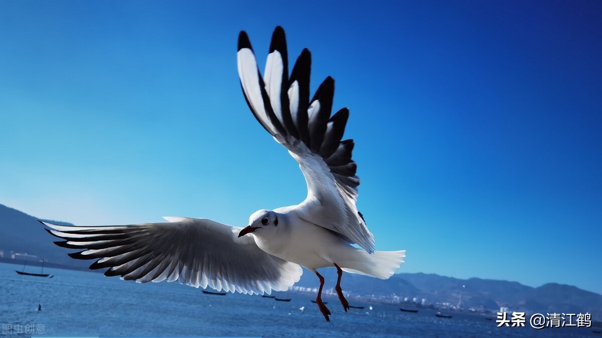 鸽子喂食的正确方式,散养的鸽子每天的什么时候喂最好