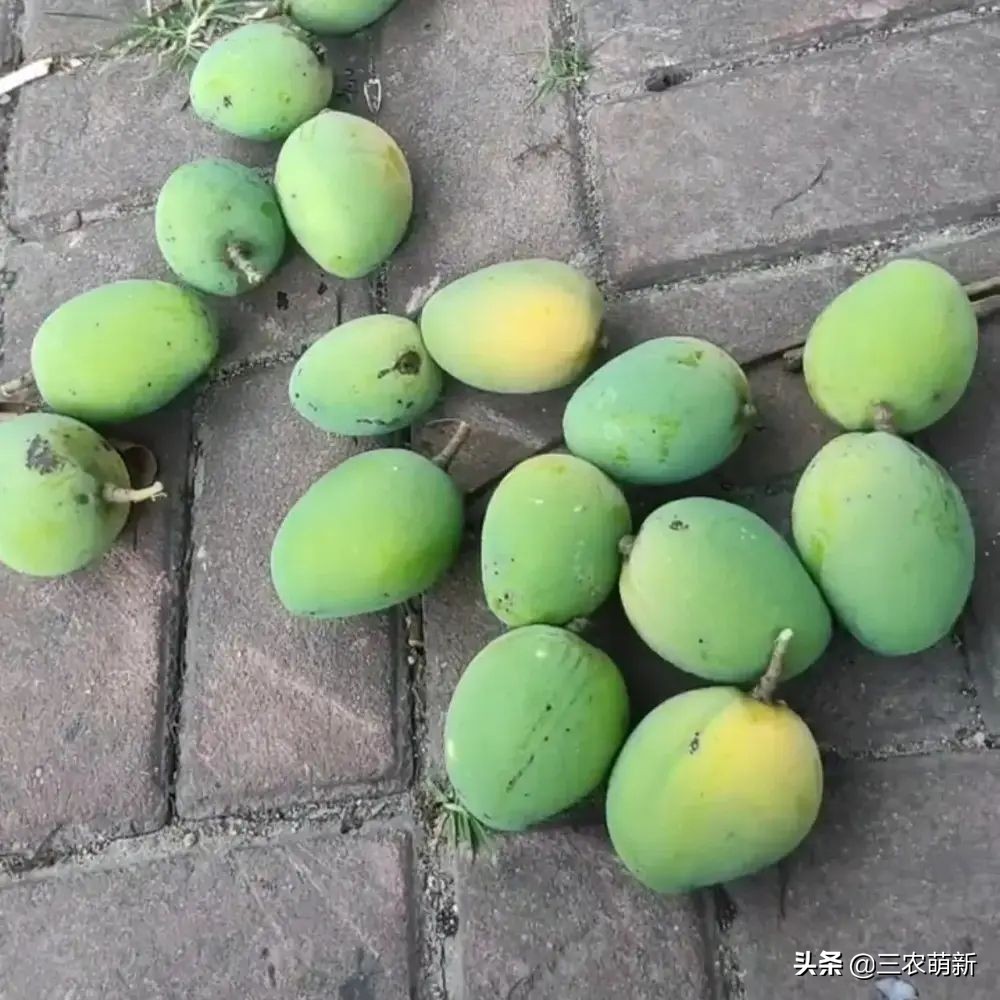 路边树上的芒果可以采摘吗,为什么路边的芒果不能采摘来吃