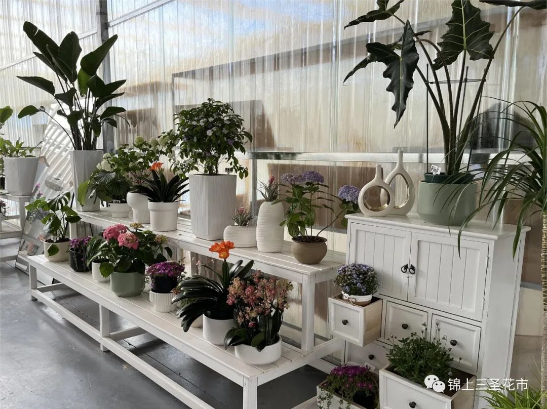 成都花市营业时间,成都2024花市时间表