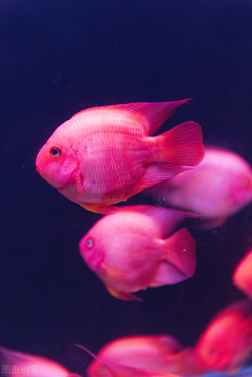 祝福朋友们虎年大吉年年发大财,虎年年年发大财