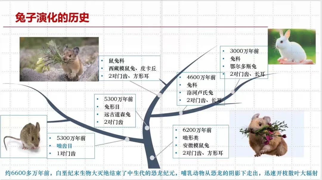 兔圆圆亮相视频,兔圆圆高清图片