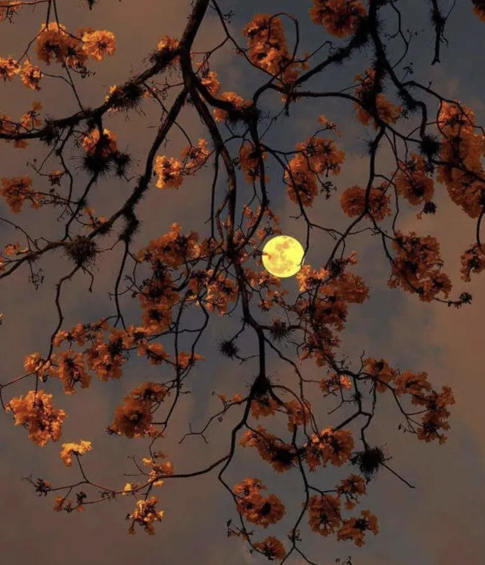 中秋节为什么定在农历八月十五,为什么只有八月十五才是中秋节