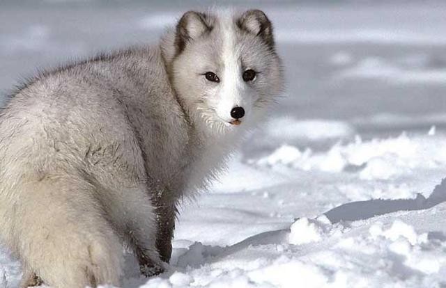 为了获取华丽的皮草，有的北极狐甚至被撑到压断四肢