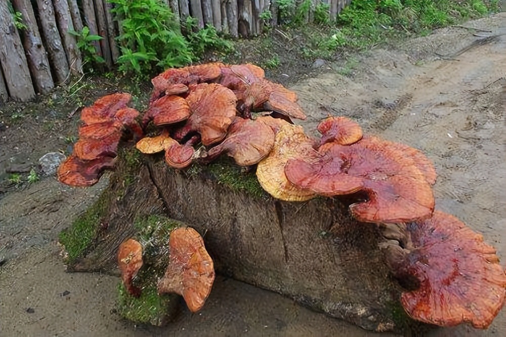 坟墓上有洞是什么寓意,坟口有洞预示什么