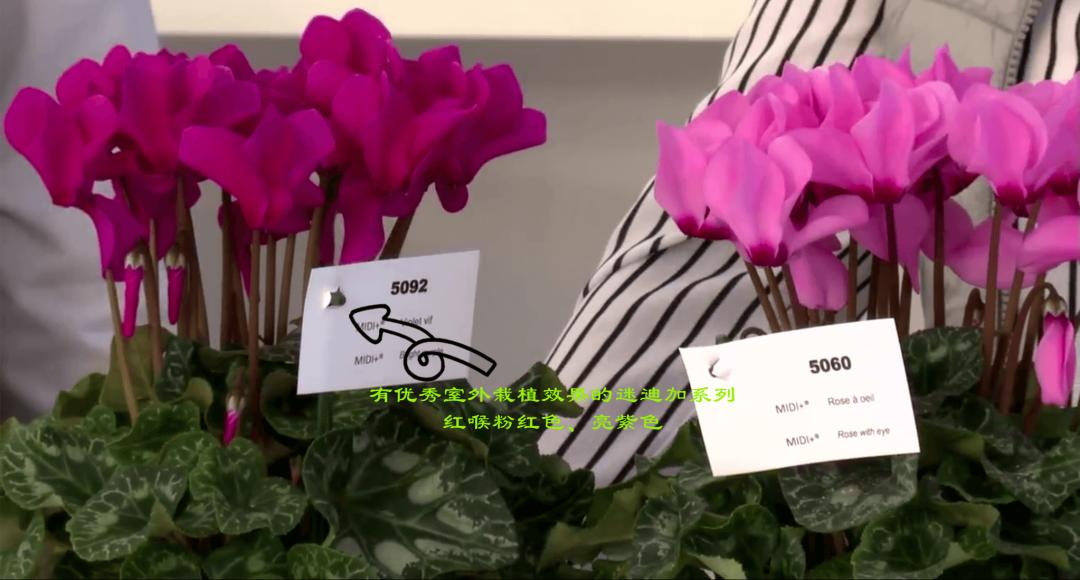 娉曞浗鑾幈灏斾粰瀹㈡潵鍝佺,鑾幈灏斾粰瀹㈡潵