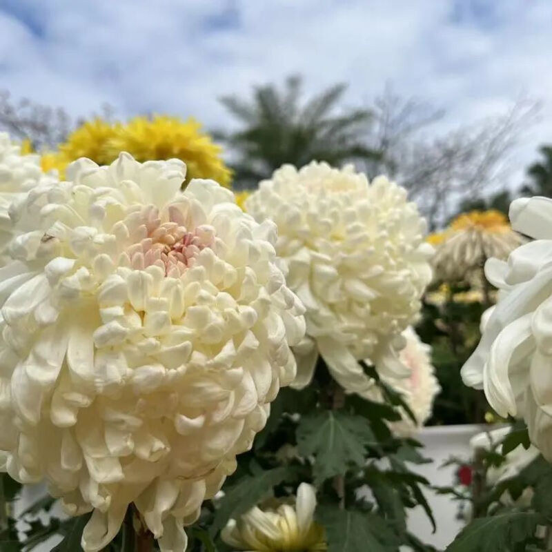 深圳市东湖公园一年一季的菊花展,深圳的东湖公园的菊花展漂亮极了