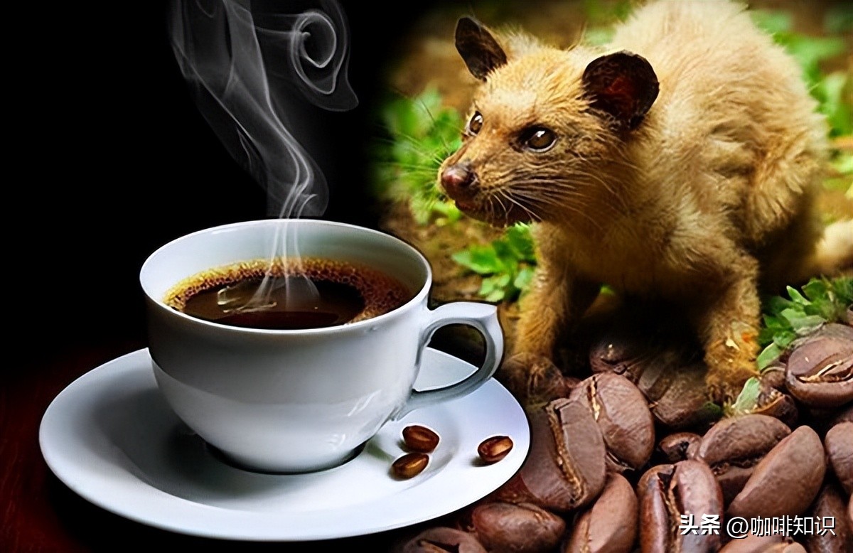 世界顶级咖啡如何制作的,欧洲传统咖啡制作