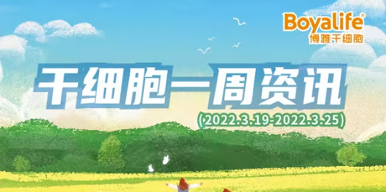 中国首款cart细胞治疗产品,干细胞一周资讯