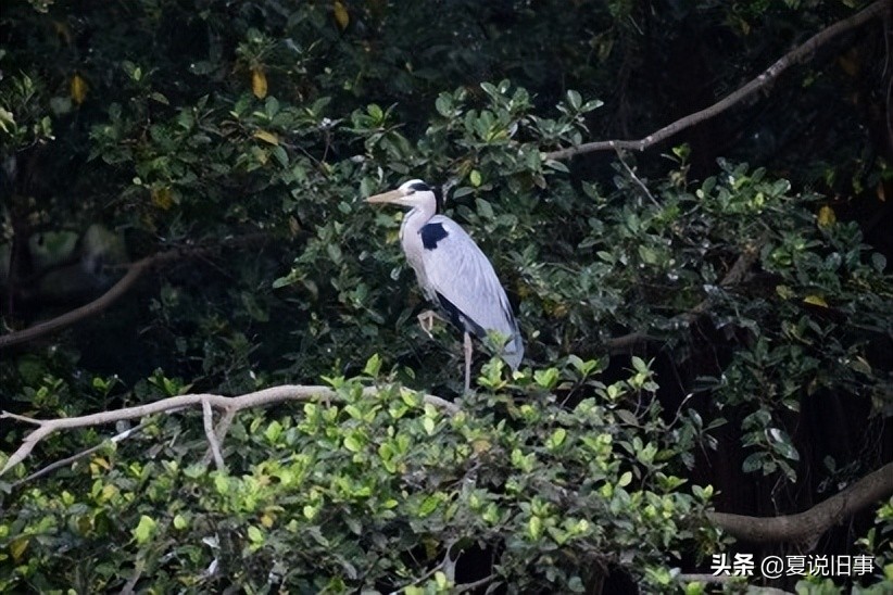 121.抓鸟养鸟（1）：概况杂说