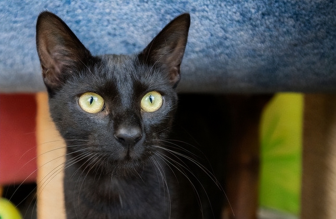 德国的严谨有哪些体现,严谨的德国文化