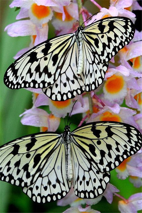 分享——自然界最美丽的蝴蝶,优美的身姿,轻盈的体态飘舞花丛中