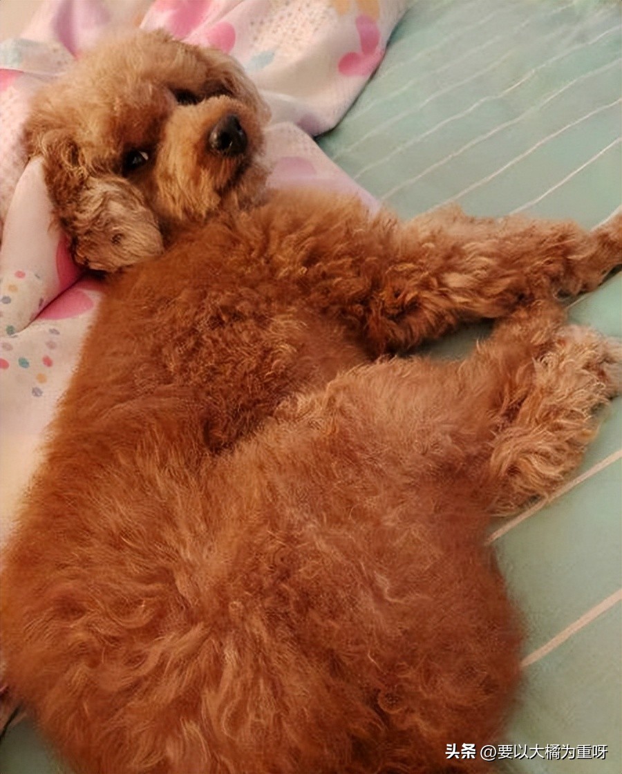 适合泰迪吃的狗粮推荐,怎么挑选灰泰迪狗粮