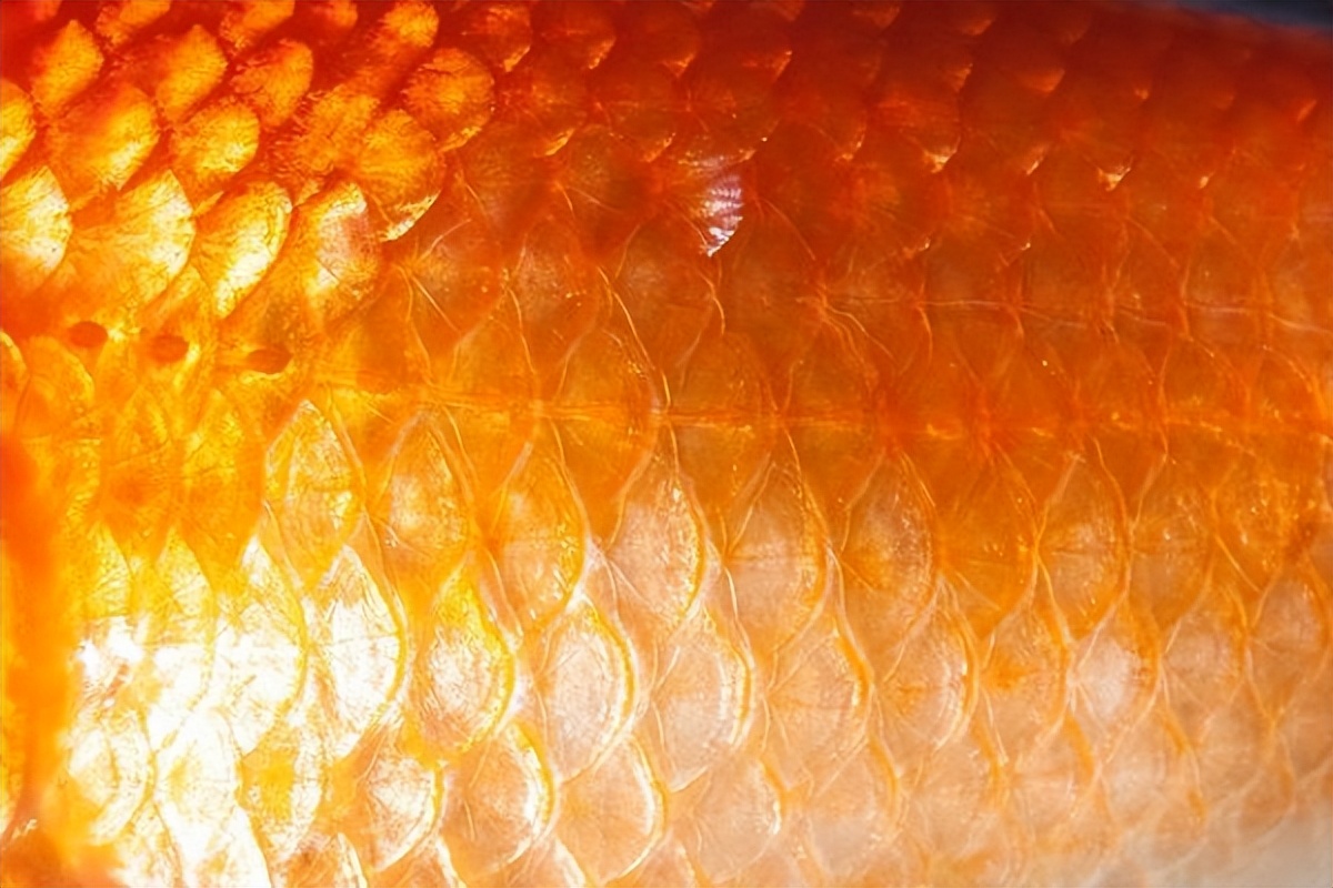 鱼鳞片变黑怎么回事,鱼鳞片变白的原因