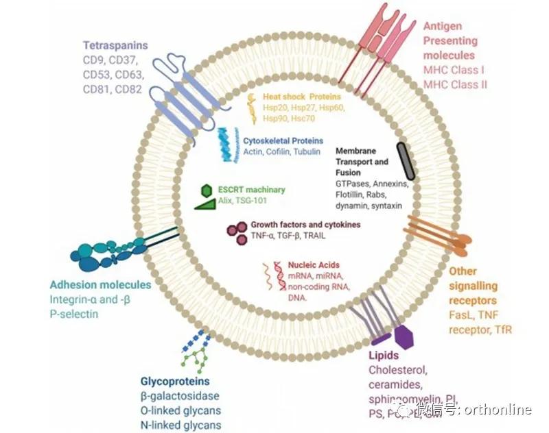 林剑浩：2021年骨科再生领域基础研究进展