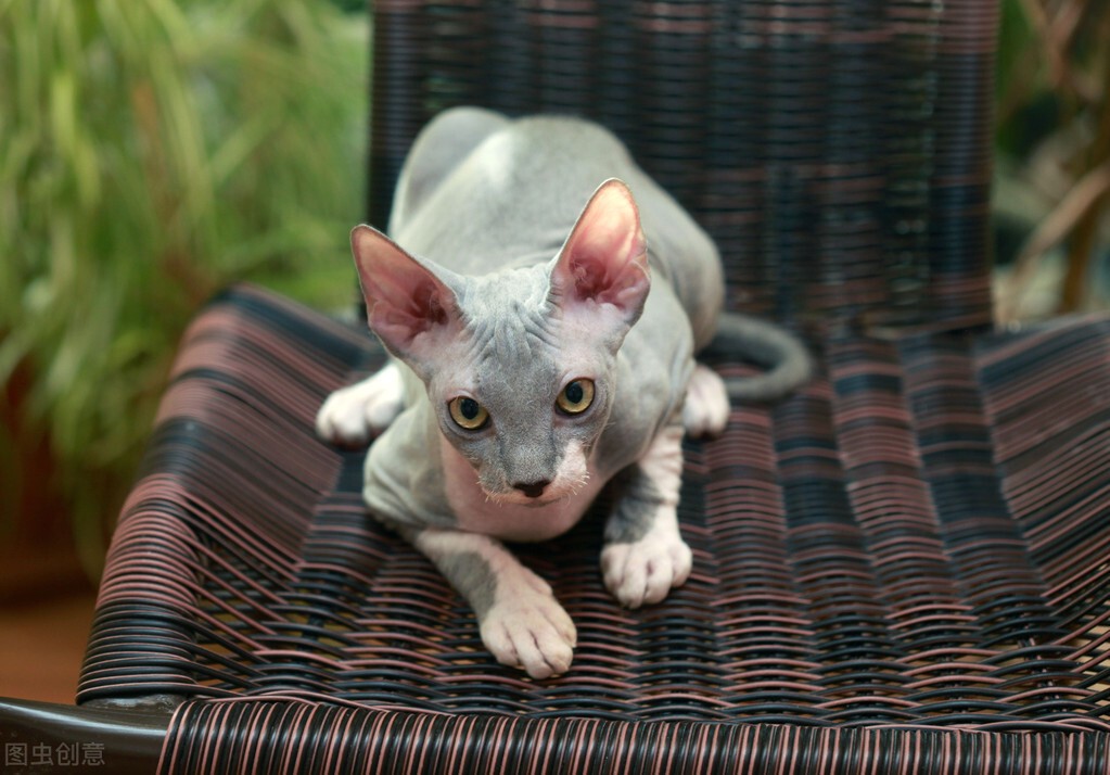 猫癣传染人的症状和治疗,猫癣治疗一般花费多少钱