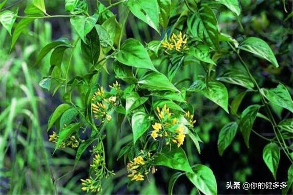 民间故事妻子为了丈夫看病改嫁,民间故事老妇人嫁女