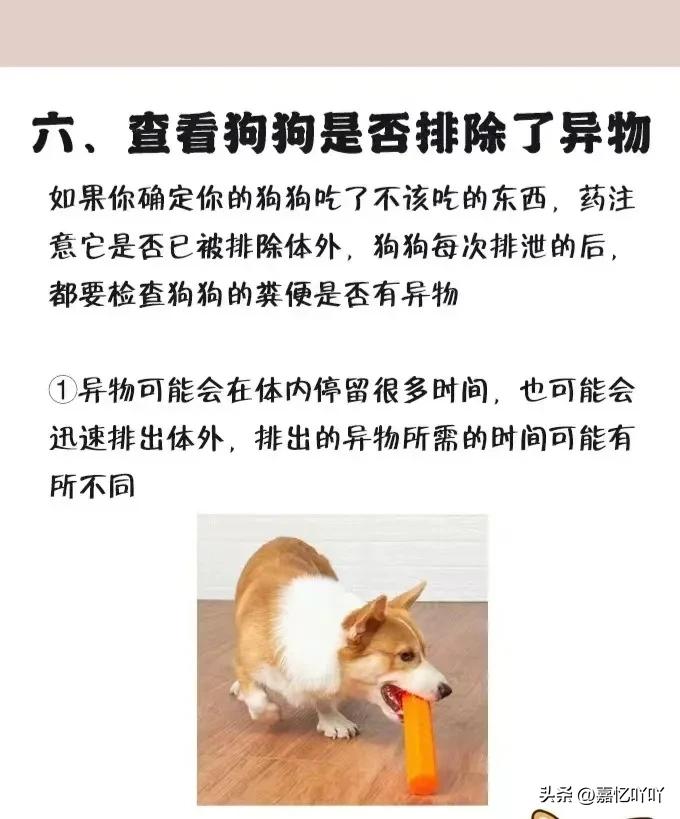 狗狗不小心吞食异物有什么症状,狗狗肠子堵住了怎么排出来异物