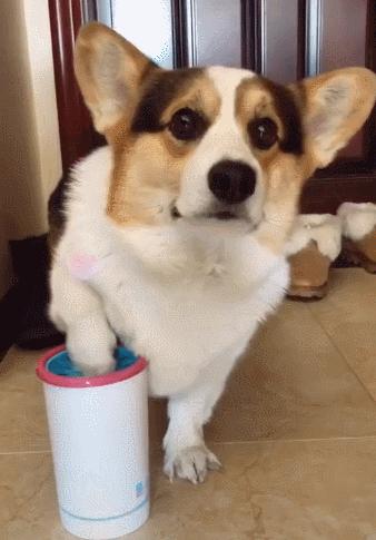 养狗新手最适合养的是什么狗呢,养狗千万别养这几种狗